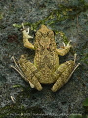 Japanese Buerger's Frog photo 1