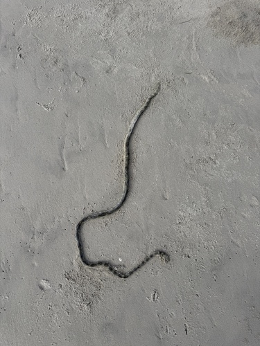 Elegant Sea Snake sighting