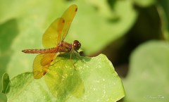 Perithemis icteroptera