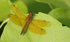 Perithemis icteroptera
