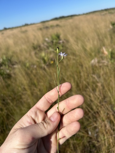 Kral's Aster (Symphyotrichum kralii)