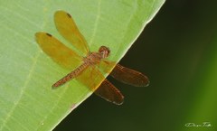 Perithemis icteroptera