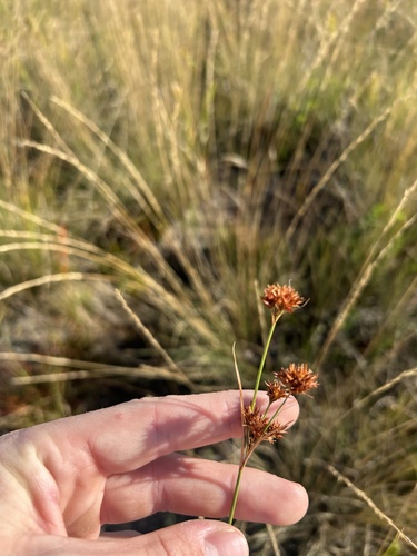 fascicled beaksedge (Rhynchospora fascicularis)