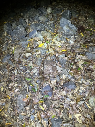 Brown Tree Snake sighting