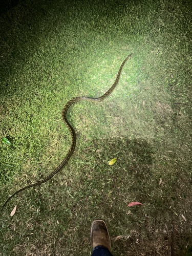 Coastal Carpet Python sighting