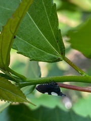 Enchophyllum nigrocupreum