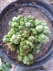 Cactaceae