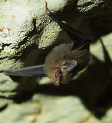 Peropteryx macrotis