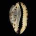 Graceful Cowrie - Photo (c) Saryu Mae, some rights reserved (CC BY), uploaded by Saryu Mae