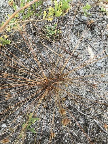 Watergrass (Bulbostylis barbata)