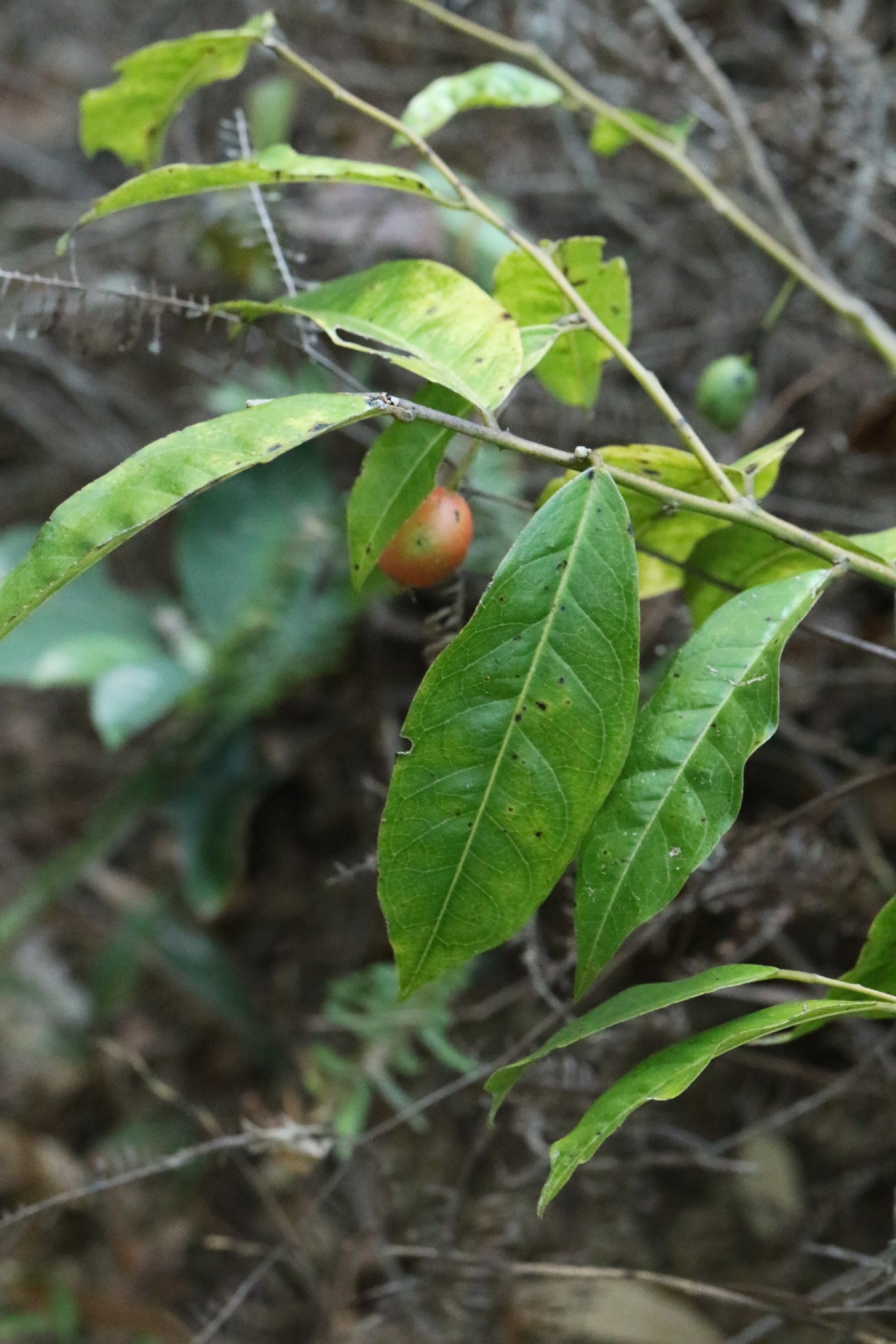 Capparis acutifolia