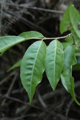Capparis acutifolia, photograph author not stated, no rights reserved