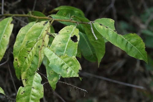 Capparis acutifolia, photograph 6
