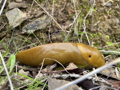 Ariolimax brachyphallus