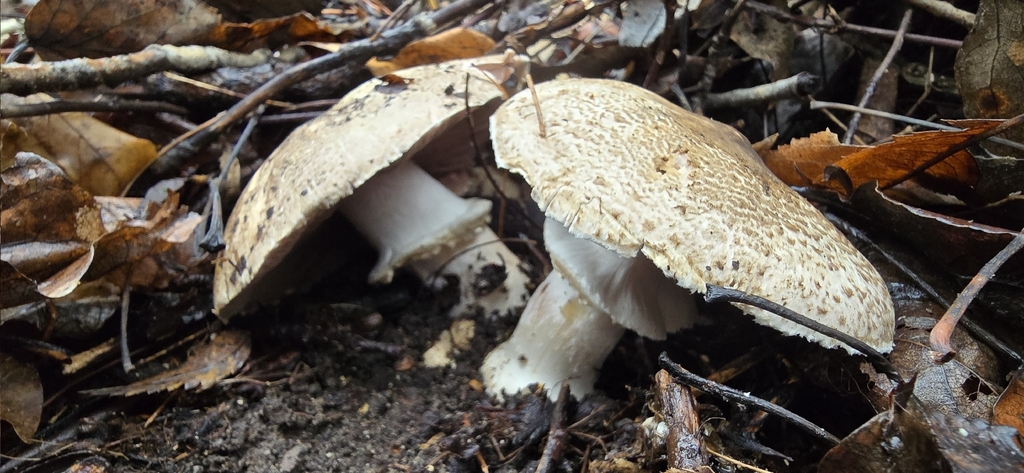 Agaricus buckmacadooi