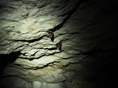 Peropteryx macrotis