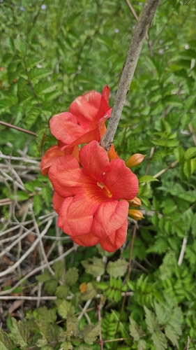 Hybrid Trumpet Vine (Campsis ×)