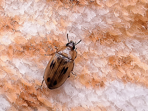 Phaleria testacea