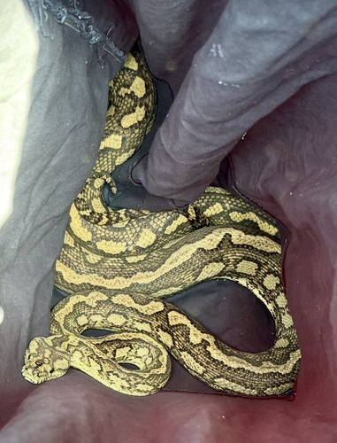 Carpet Python sighting