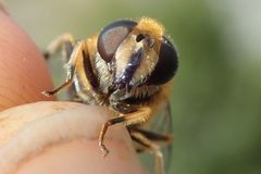 Eristalis jugorum