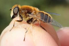 Eristalis jugorum