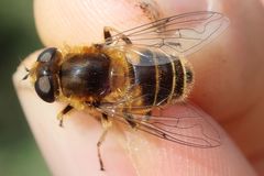 Eristalis jugorum
