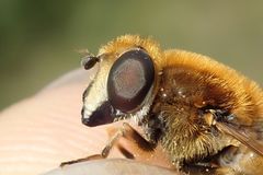 Eristalis jugorum