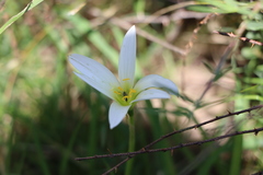 Zephyranthes mesochloa