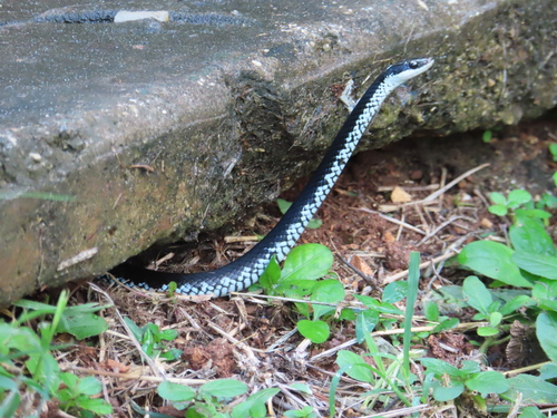 Cuban Lesser Racer