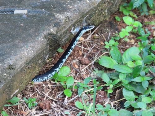 Cuban Lesser Racer