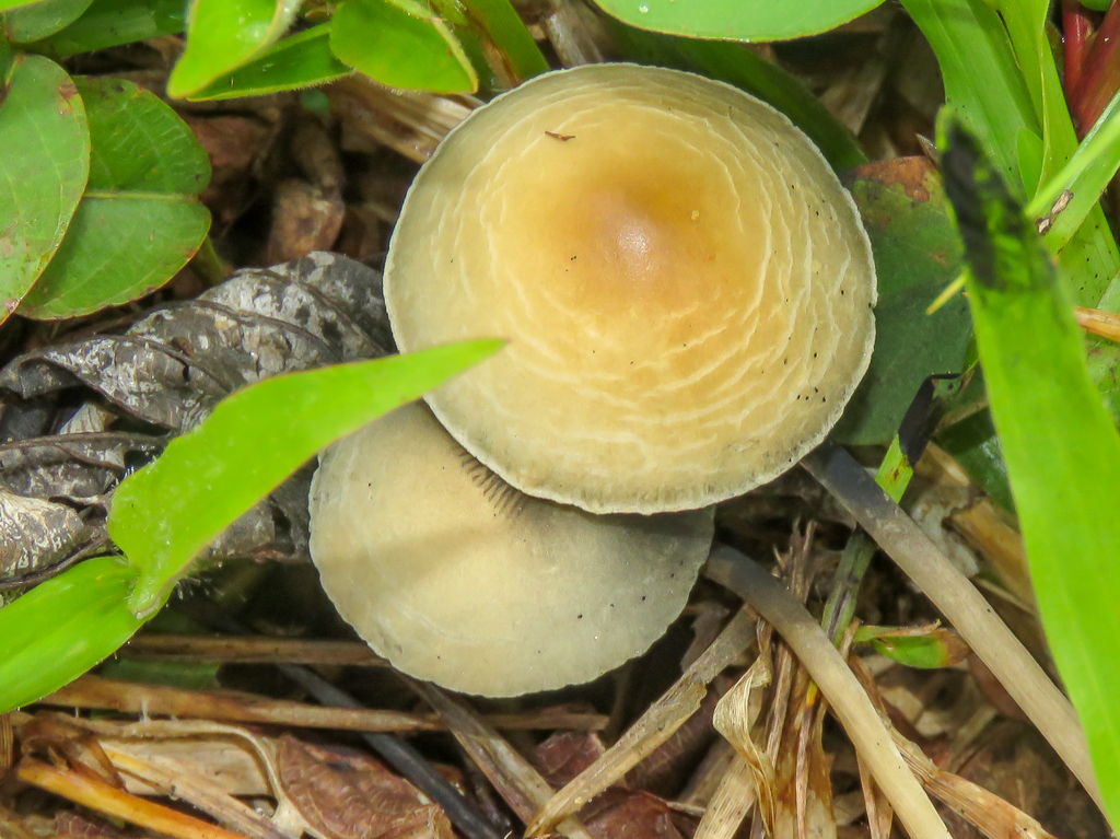 Panaeolus cyanescens · November 2025 · photo: © diogoluiz (iNaturalist, cc-by)