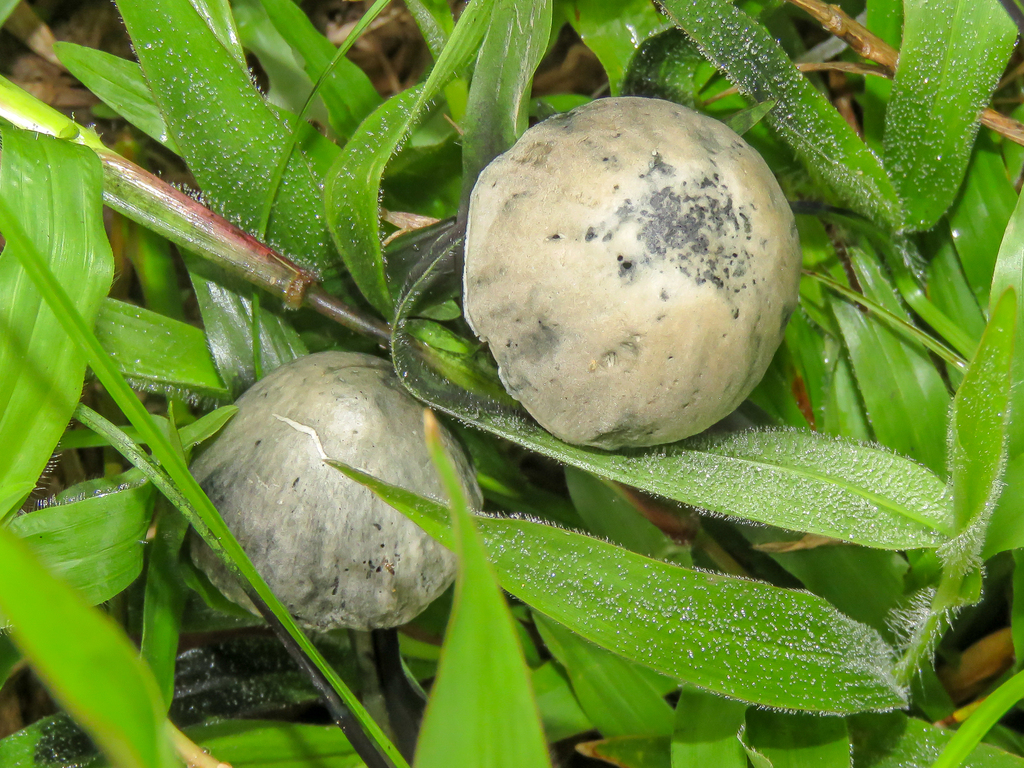 Panaeolus cyanescens · November 2025 · photo: © diogoluiz (iNaturalist, cc-by)