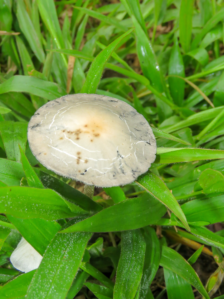 Panaeolus cyanescens · November 2025 · photo: © diogoluiz (iNaturalist, cc-by)