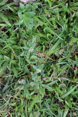 Spermacoce dasycephala