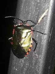 Rhyssocephala infuscata