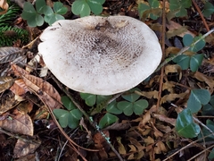 Tricholoma pardinum