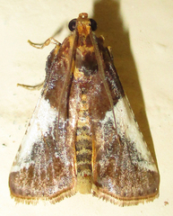 Pithyllis metachryseis