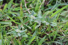 Spermacoce dasycephala