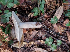Tricholoma pardinum
