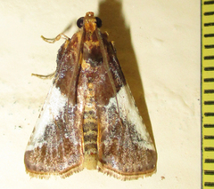 Pithyllis metachryseis