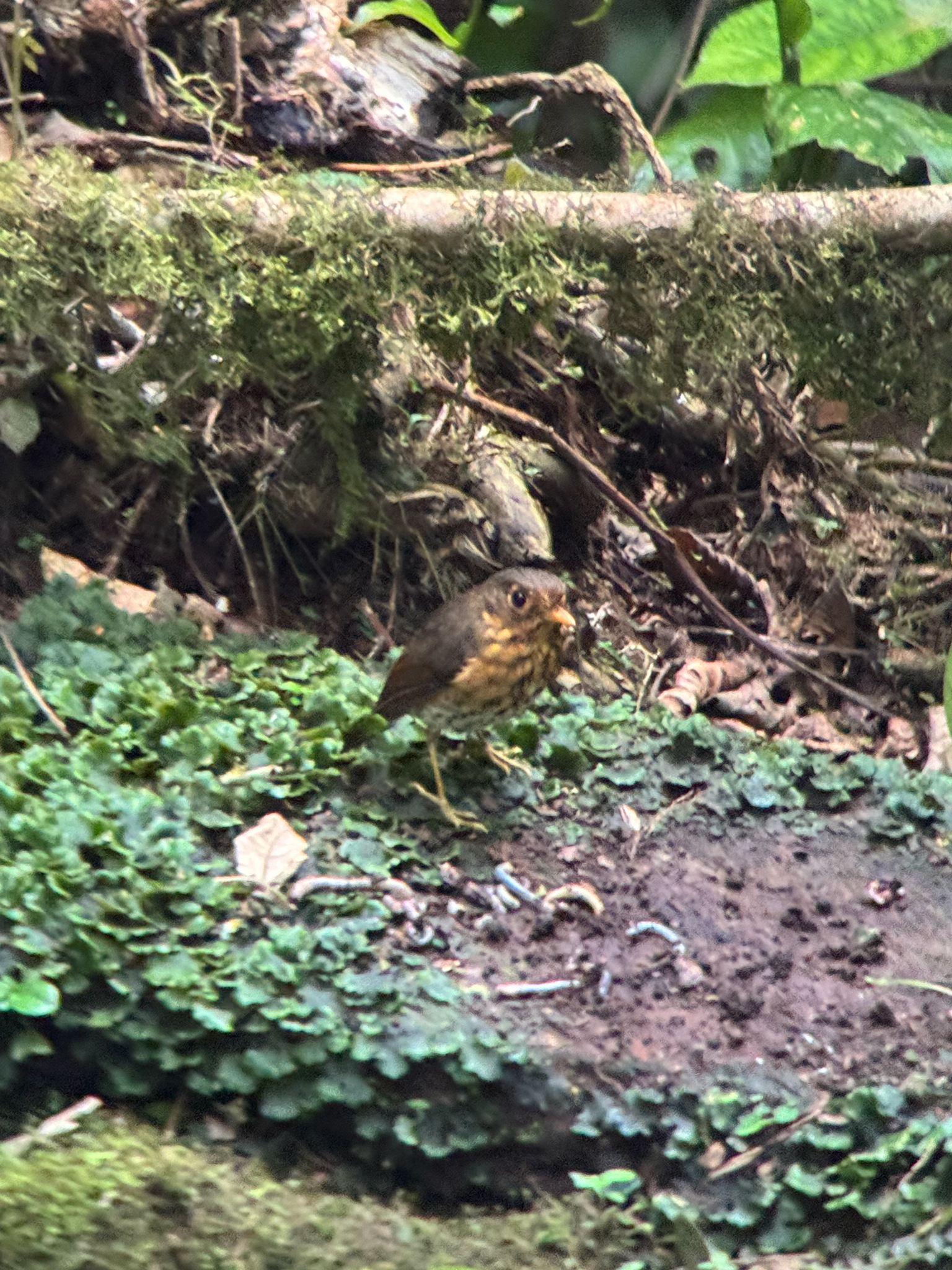 Ochre-breasted Antpitta (Grallaricula flavirostris), photo 8