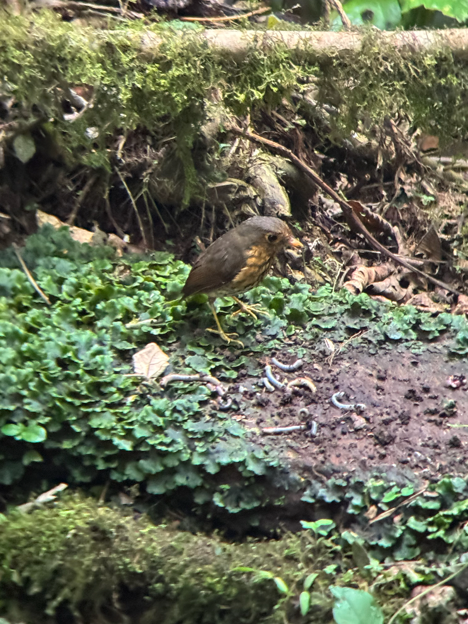 Ochre-breasted Antpitta (Grallaricula flavirostris), photo 7