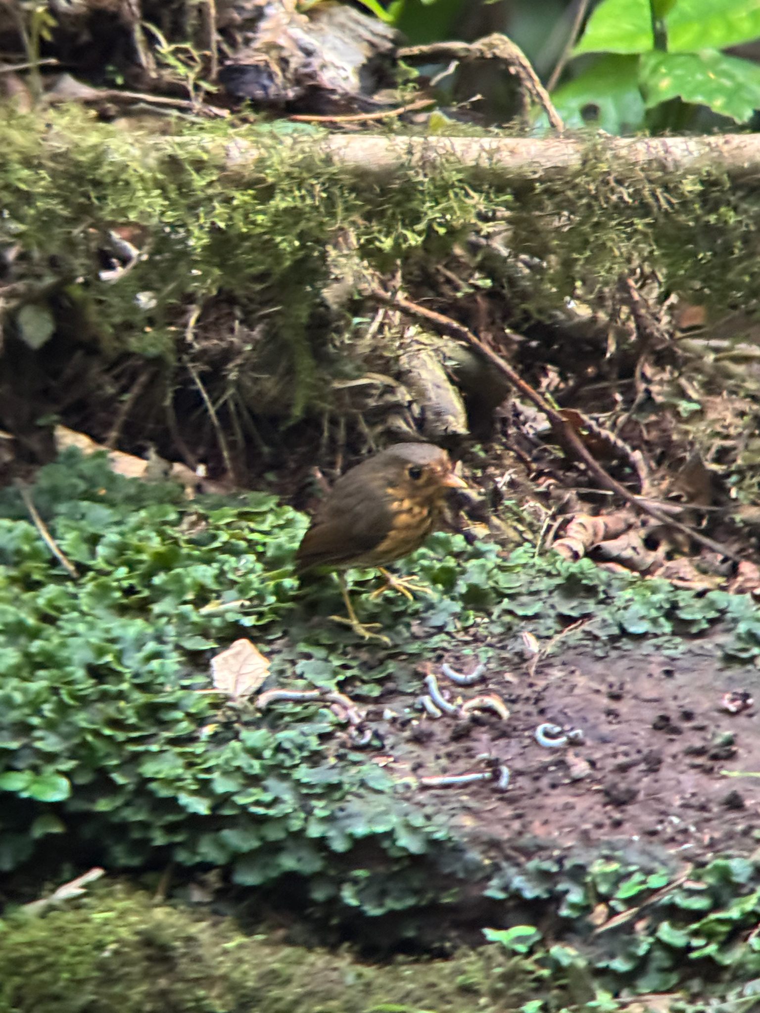 Ochre-breasted Antpitta (Grallaricula flavirostris), photo 6