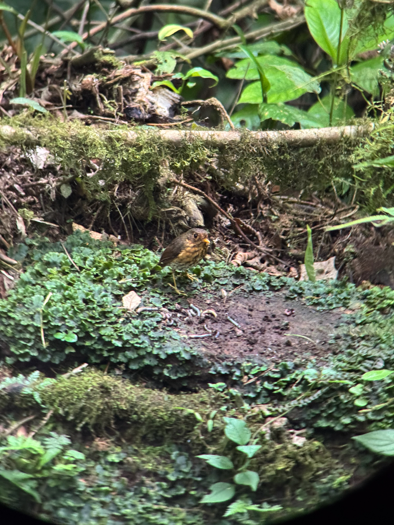 Ochre-breasted Antpitta (Grallaricula flavirostris), photo 9