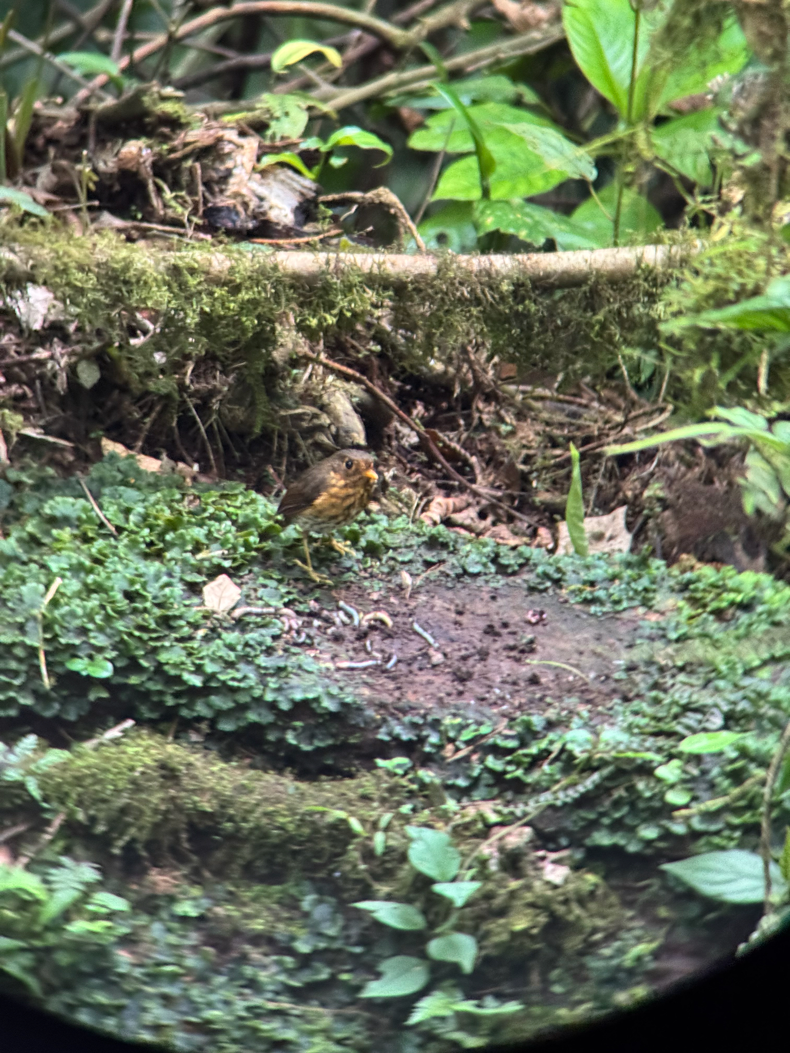 Ochre-breasted Antpitta (Grallaricula flavirostris), photo 10