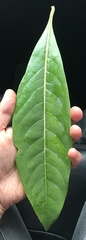 Ocotea aurantiodora