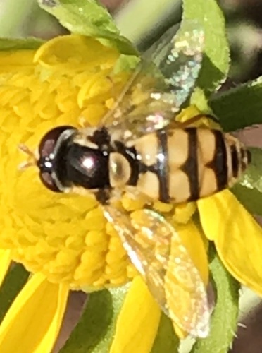Yellow-shouldered Stout Hover Fly photo 5