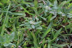 Spermacoce dasycephala