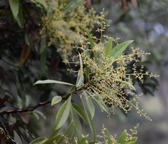 Ocotea aurantiodora