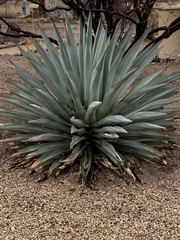 Agave palmeri